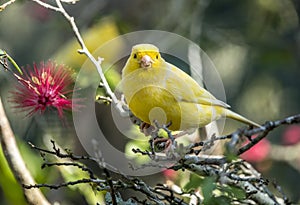 Yellow canary,Crithagra flaviventris