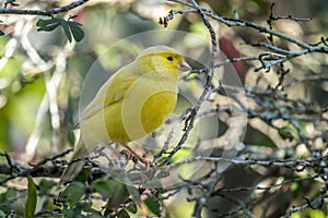 Yellow canary,Crithagra flaviventris