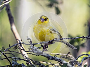 Yellow canary,Crithagra flaviventris