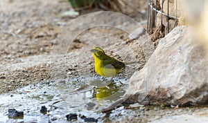 A Yellow Canary, Crithagra flaviventris, standing in a puddle of water in South Africa