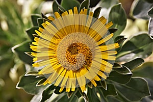 Yellow Canary Island daisy flower with yellow center