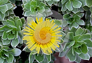 Yellow Canary Island daisy, Getty Center garden