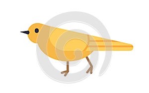 Yellow canary isolated on white background. Gorgeous domestic bird or pet, adorable songbird. Cute funny birdie. Avian photo