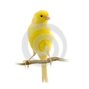 Yellow canary on its perch