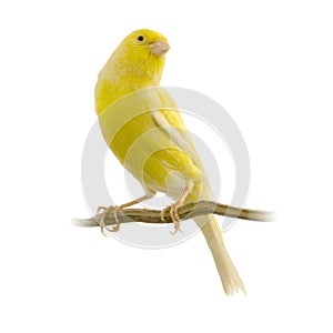 Yellow canary on its perch