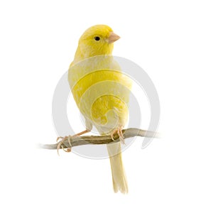 Yellow canary on its perch