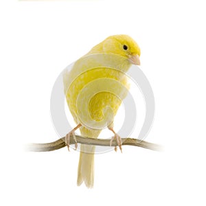 Yellow canary on its perch