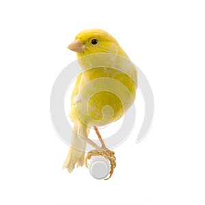 Yellow canary on its perch