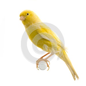 Yellow canary on its perch photo