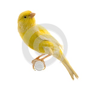 Yellow canary on its perch