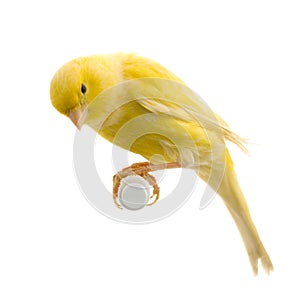 Yellow canary on its perch