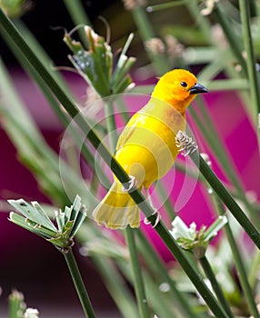 Yellow canary Serinus canaria photo