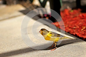 Yellow Canary (Serinus flaviventris)