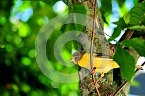 Yellow Canary (Serinus flaviventris) on branch