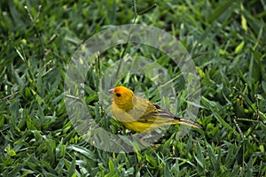 Yellow canary sicalis flaveola photo