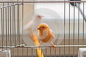 Yellow Canary sitting on open cage door, shallow depth of field