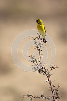 Yellow Canary standing on acacia shrub in Kgalagadi transfrontier park, South Africa