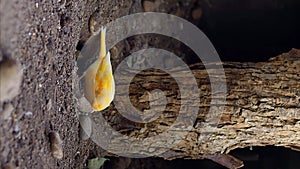 Yellow canary vertical video extraordinary wildlife avian species Yellow canary allure of natural world highlighting