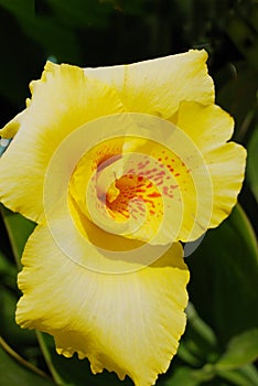 Yellow canna close-up