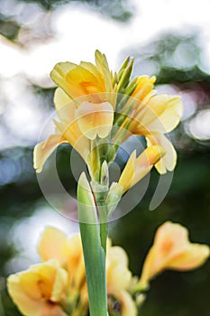 Yellow Canna flower Canna indica in the garden with blurred ba