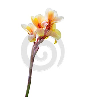 Yellow Canna flower isolated on white