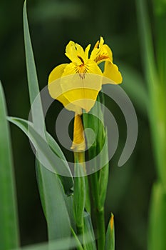 Yellow Canna flowers bloom in late spring
