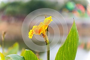 Yellow canna indica, commonly known as Indian shot, African arrowroot, edible canna, purple arrowroot, Sierra Leone arrowroot, is