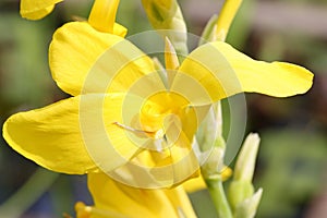 The yellow Canna indica flower