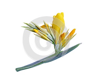Yellow Canna Indica Flower photo