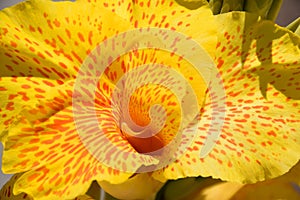 Yellow Canna Indica perennial flower with red spots.