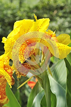 Yellow canna lily