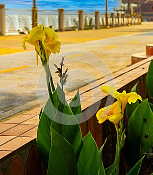 A yellow Canna Lily (Cannaceae Canna) planted beside the riverside path in Nong Khai