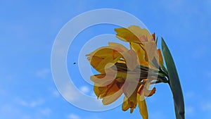 Yellow canna lily, Indian shot, India short plant, Bright yellow flowers against the blue sky background