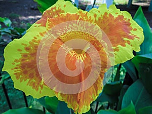 Yellow Canna Lily with orange dots on Flowers.