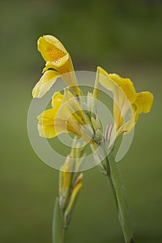 Yellow Cannaceae in beautiful nature