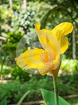 Yellow Cannaceae flower blooming in the garden.