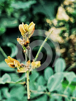 Yellow Cannaceae flower, tropical plant, Tropical flower