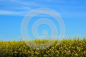 Yellow canola crop in farmland