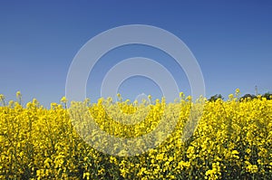 Yellow canola field