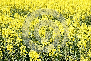 Yellow canola field