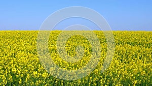 Yellow canola field against a blue sky