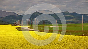 Yellow canola field alberta canada