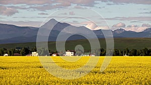 Yellow canola field alberta canada