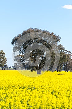 Yellow Canola field in Australia