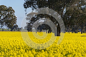 Yellow Canola field in Australia