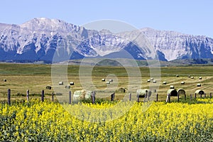 Yellow Canola Field In Bloom