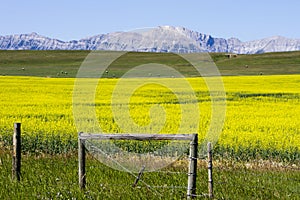 Yellow Canola Field In Bloom Alberta