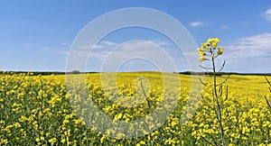 Yellow canola field in bloom during spring