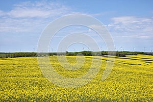 Yellow canola field in bloom during spring