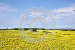 Yellow canola field in bloom during spring